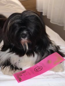 Tibetan Terrier poses on a bed with a pink ribbon